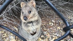 澳洲秘境／探訪自帶微笑的短尾矮帶鼠