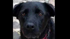 法國總統馬克宏領養的寵物狗「尼莫」用無辜的眼神直視鏡頭，懇請大家在假期期間領養寵物時，務必對領養一事有充分認識。（圖／翻攝自facebook.com/EmmanuelMacron）
