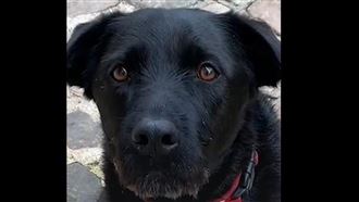 領養不棄養　法國第一犬呆萌現身說法