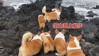 帶8柯基濟州島露營　短腿賣力走礁岩