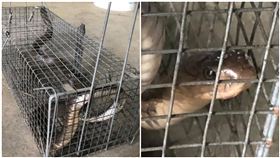 捕鼠籠沒老鼠！竟是眼鏡蛇「眼神超兇」　他憂：會不會餓死，圖／翻攝自爆廢公社二館