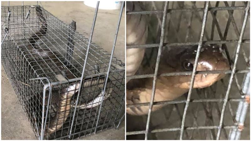 捕鼠籠沒鼠　竟是眼鏡蛇「眼神超兇」