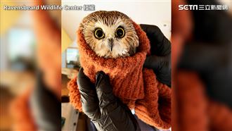 牠困聖誕樹3天！獲救野放成聖誕奇蹟