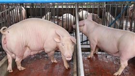 110年元旦起　含豬肉製品需標示原產地台灣自民國110年元旦起將開放含萊劑美豬進口，在散裝食品標示規定、包裝食品之豬肉及豬可食部位原料之原產地標示規定、直接供應飲食場所供應食品之豬肉及豬可食部位原料之原產地標示規定等行政命令通過後，未來若是含有豬肉及豬可食部位的原料，皆需標示原產地。圖為台灣養豬場一景。中央社記者董俊志攝  109年12月24日