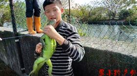 獵蜥家族，在二林溪畔單日捕獲41隻，戰果豐碩。(圖／翻攝畫面)