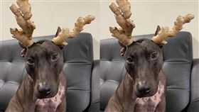 狗狗扮成麋鹿，薑放頭上超哀怨。（圖／翻攝自爆廢公社二館）