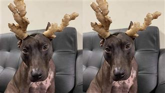 狗狗扮麋鹿超哀怨！2聖物插頭笑翻網