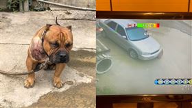 輾狗,洗車,偷水,惡霸犬(翻攝自 爆廢1公社)
