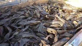 琵琶鼠,下口鯰,外來種,周玉琴,桃園