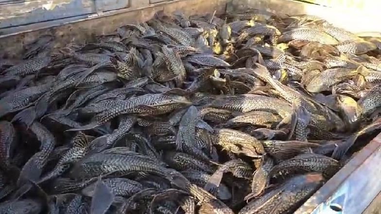 這種魚在中國氾濫成災　食人魚也不吃