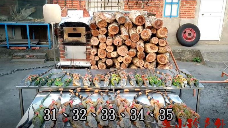 1天抓41隻綠鬣蜥　官員卻吐很憂心