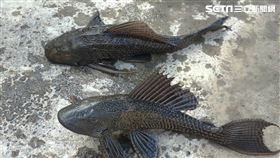 垃圾魚（圖／記者許書萓攝影）