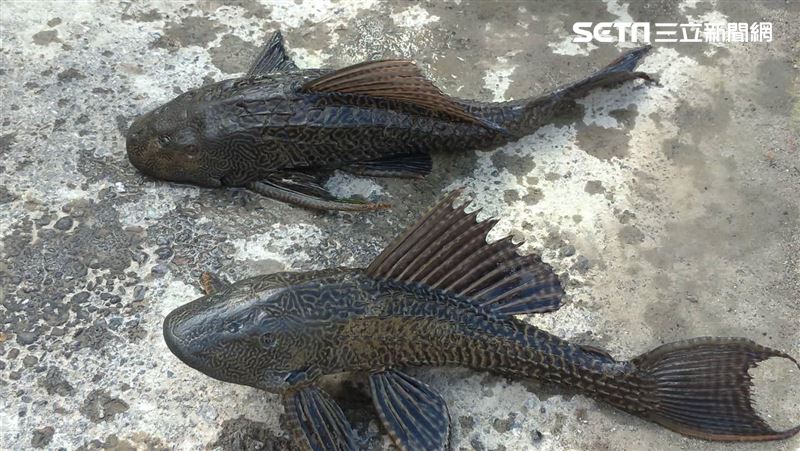 1年長30公分　垃圾魚入侵碧湖公園
