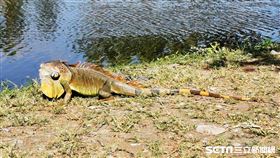 屏東麟洛濕地公園也出現一隻大型綠鬣蜥。（圖／網友Coleo Ku授權提供）