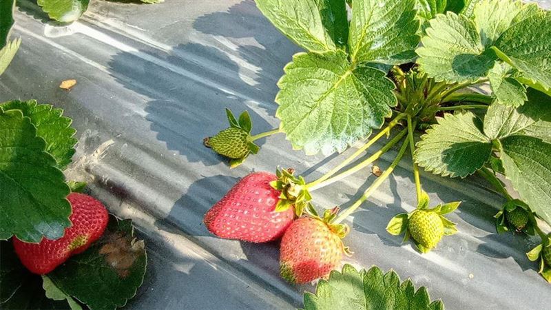 採草莓記好5關鍵  每顆都飽滿果實