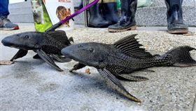 琵琶鼠魚出沒碧湖公園　民團市府合作捕捉（1）台北市內湖區碧湖公園湖泊內出現許多琵琶鼠魚，民團26日前往捕捉，北市府公園處花卉試驗中心主任宋馥華表示，這是首次結合民間團體一起捕抓琵琶鼠魚，台灣原生魚類保育協會所使用漁網和陷阱，若效果不錯，會評估在其他公園內試用。中央社記者劉建邦攝  109年12月26日