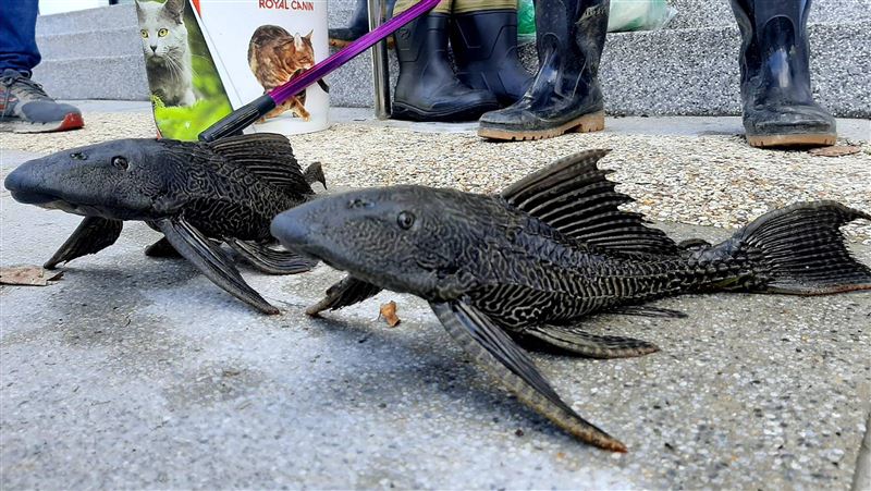 琵琶鼠魚出沒！北市與民團首合作清除