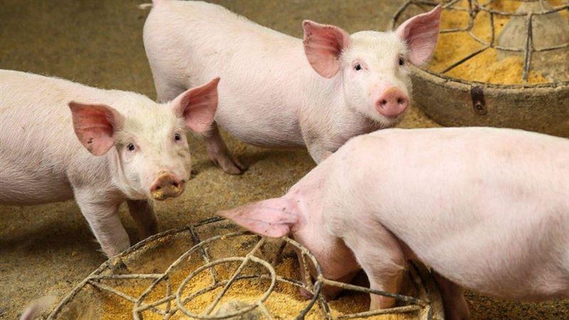 從廢氣製造飼料　減少人類「碳足跡」