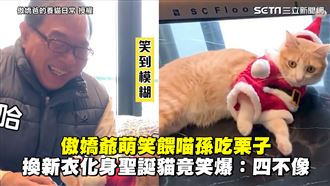 喵孫換裝變聖誕貓　傲嬌爺笑：四不像