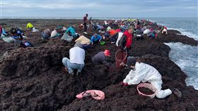 澎湖,黑金,紫菜,姑婆嶼