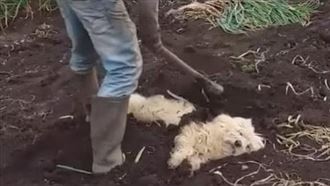 毛孩化身種子求被埋　網笑：土窯狗？