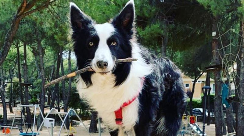 這品種的狗　竟是全世界最聰明的犬種
