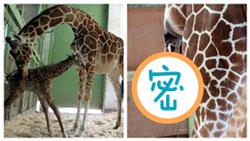 長頸鹿　小麥　生產　新生寶寶（圖／臺北市立動物園提供）