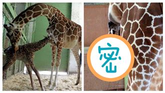 一出生就比人高！直擊長頸鹿公主誕生