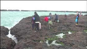 崴 登島採黑金1200