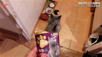 鏟屎官佔上風　喵皇跪求食物舉手拜託