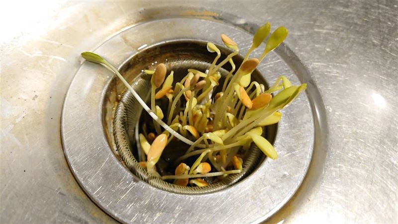她爽坐月子　一回家水槽竟長滿枝芽