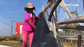 低溫來襲降10度　農夫漁民出招禦寒