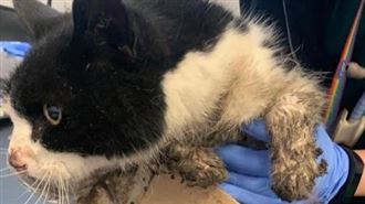 毛孩被困黏鼠板　痛苦哀嚎絕望等救援