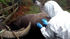 擎天崗牛隻移置前健康評估（圖／翻攝自陽明山國家公園官網）