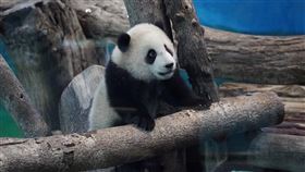 圓寶,台北市立動物園提供