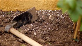 挖土，種菜，鏟子，院子，土壤（示意圖／翻攝自Pixabay）
