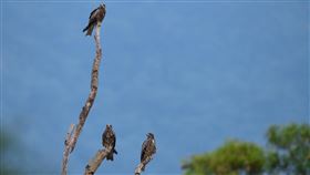 全台黑鳶數量創新高台灣猛禽研究會今年冬天對全台黑鳶數量進行調查，達到840隻創下新高，較2013年首次調查的272隻增加了3倍之多。（屏科大鳥類生態研究室提供）中央社記者郭芷瑄傳真　109年12月28日