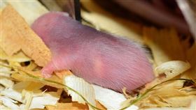 老鼠寶寶（圖／翻攝自pixabay）