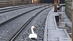 伴侶被電線纏死！天鵝坐鐵軌「哀悼1小時」　德高鐵大誤點（圖／翻攝自dpa/Bundespolizei）