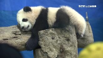 6個月大圓寶亮相　天然萌吸人潮搶拍