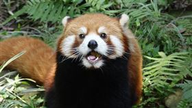 小貓熊
圖/北市動物園提供