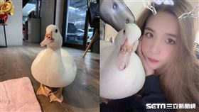 鴨鴨,寵物鴨,檸檬,薑母鴨(翻攝自 爆廢1公社)