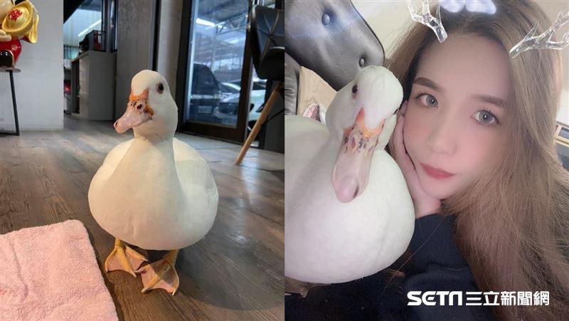 正妹鴨鴨被家人偷賣掉　網嘆凶多吉少