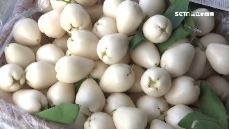 屏東罕見白玉蓮霧　內行人狂訂百斤