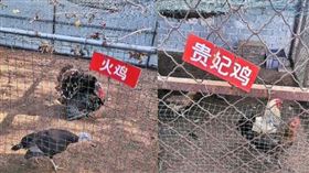 園內沒有熊貓、獅子等動物，只有一堆的雞。（圖／翻攝自姚先生微博）