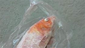 冰箱,寵物魚,接小孩,寶貝,凍死(翻攝自 Hung Nguyen 臉書)