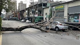 台中急凍強風如颱風　路樹倒砸車（圖／翻攝畫面）