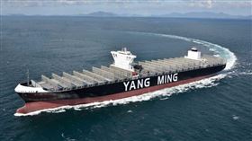 陽明海運　陽明（圖／陽明海運提供）