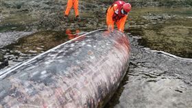 台東蘭嶼 鯨豚擱淺(圖／記者王浩原拍攝)