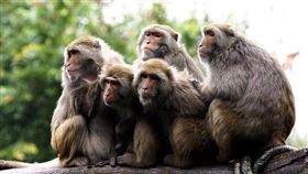 寒流來襲氣溫急凍 動物禦寒各出奇招(圖／臺北市立動物園提供)